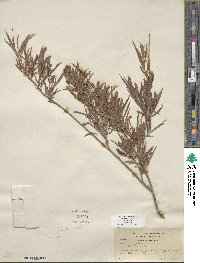 Salix exigua image