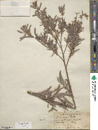 Salix exigua image