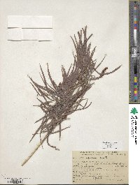 Salix exigua image