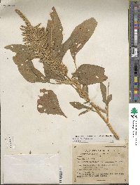 Amaranthus hypochondriacus image