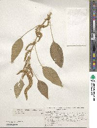 Amaranthus cruentus image