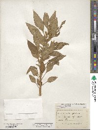 Amaranthus hypochondriacus image