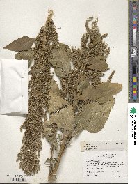 Amaranthus hybridus image