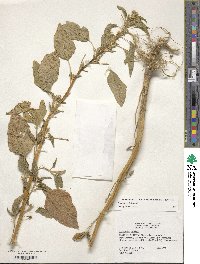 Amaranthus hybridus image