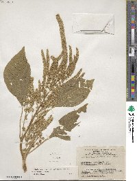 Amaranthus hypochondriacus image