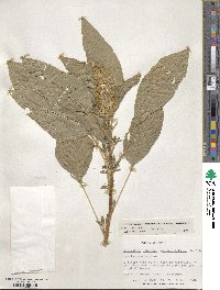 Amaranthus cruentus image