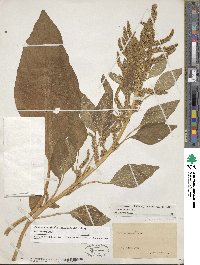 Amaranthus cruentus image