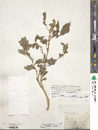 Amaranthus hypochondriacus image