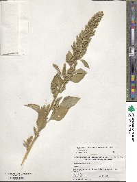 Amaranthus hybridus image