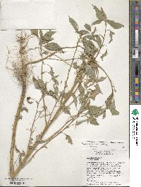 Amaranthus hybridus image