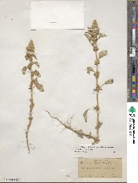 Amaranthus powellii image