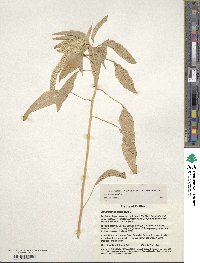 Amaranthus caudatus image