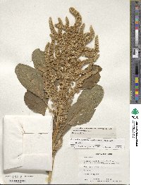 Amaranthus hypochondriacus image