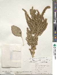 Amaranthus hypochondriacus image