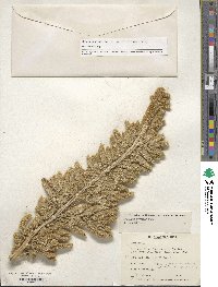 Amaranthus hypochondriacus image