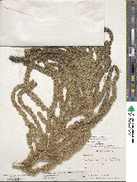 Amaranthus caudatus image