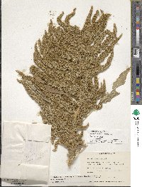 Amaranthus hypochondriacus image