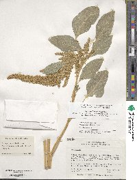 Amaranthus cruentus image