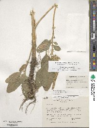 Amaranthus cruentus image