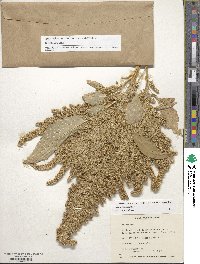 Amaranthus cruentus image