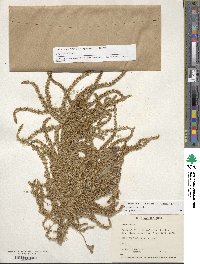 Amaranthus cruentus image