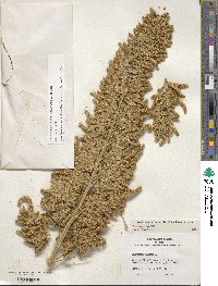 Amaranthus cruentus image