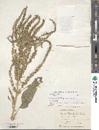 Amaranthus cruentus image