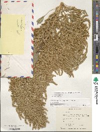 Amaranthus cruentus image