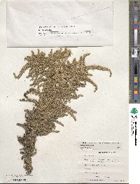 Amaranthus cruentus image