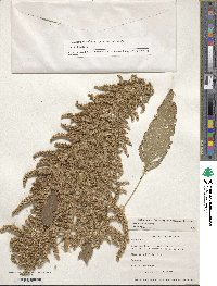 Amaranthus cruentus image