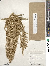 Amaranthus cruentus image