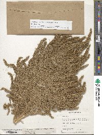 Amaranthus cruentus image