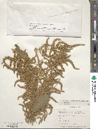 Amaranthus cruentus image