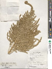 Amaranthus hypochondriacus image