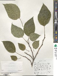 Image of Broussonetia papyrifera