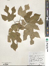 Broussonetia papyrifera image