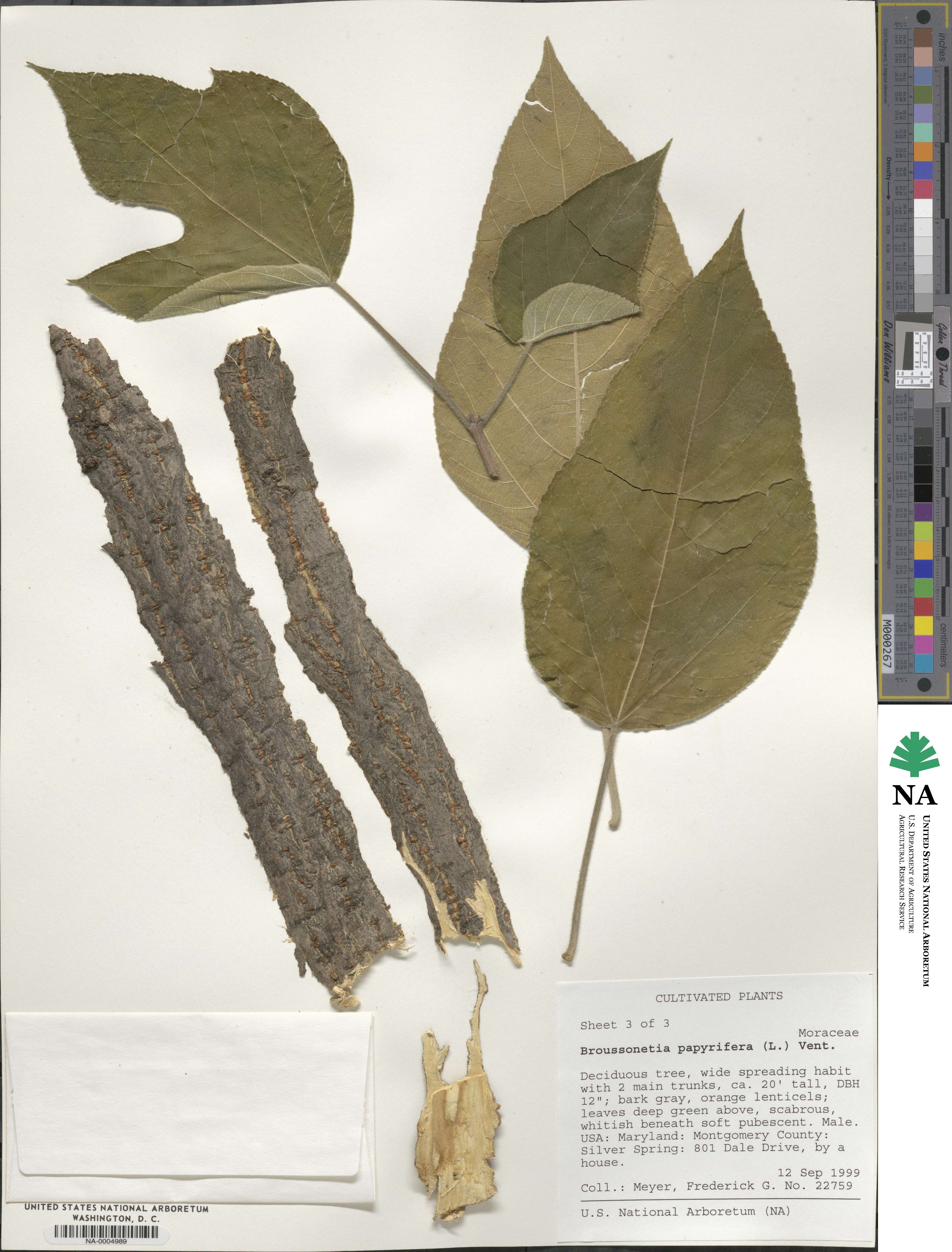 Broussonetia papyrifera image