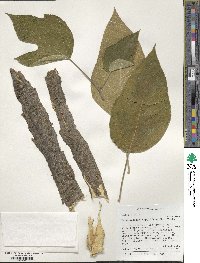 Broussonetia papyrifera image