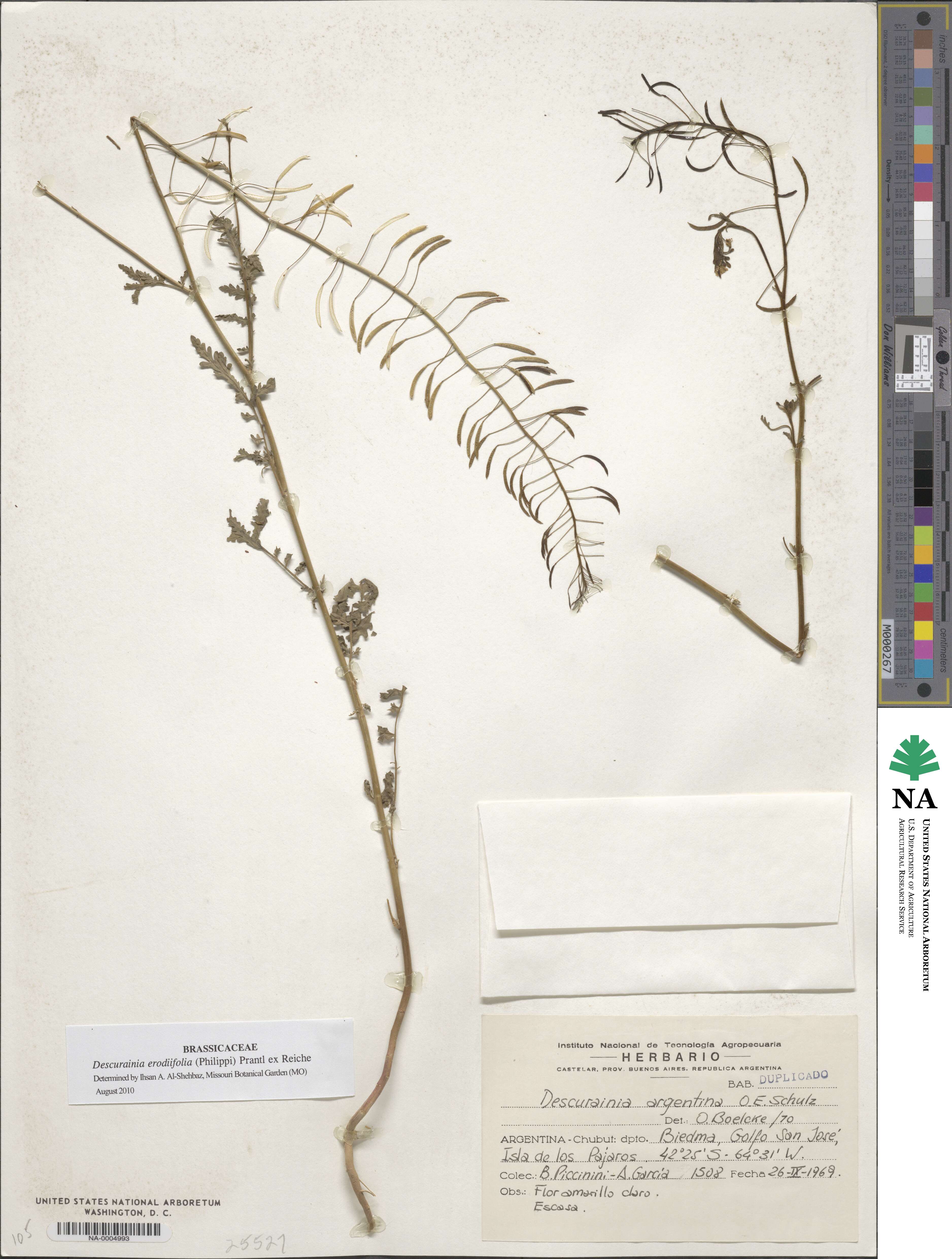 Descurainia erodiifolia image