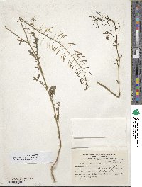 Image of Descurainia erodiifolia