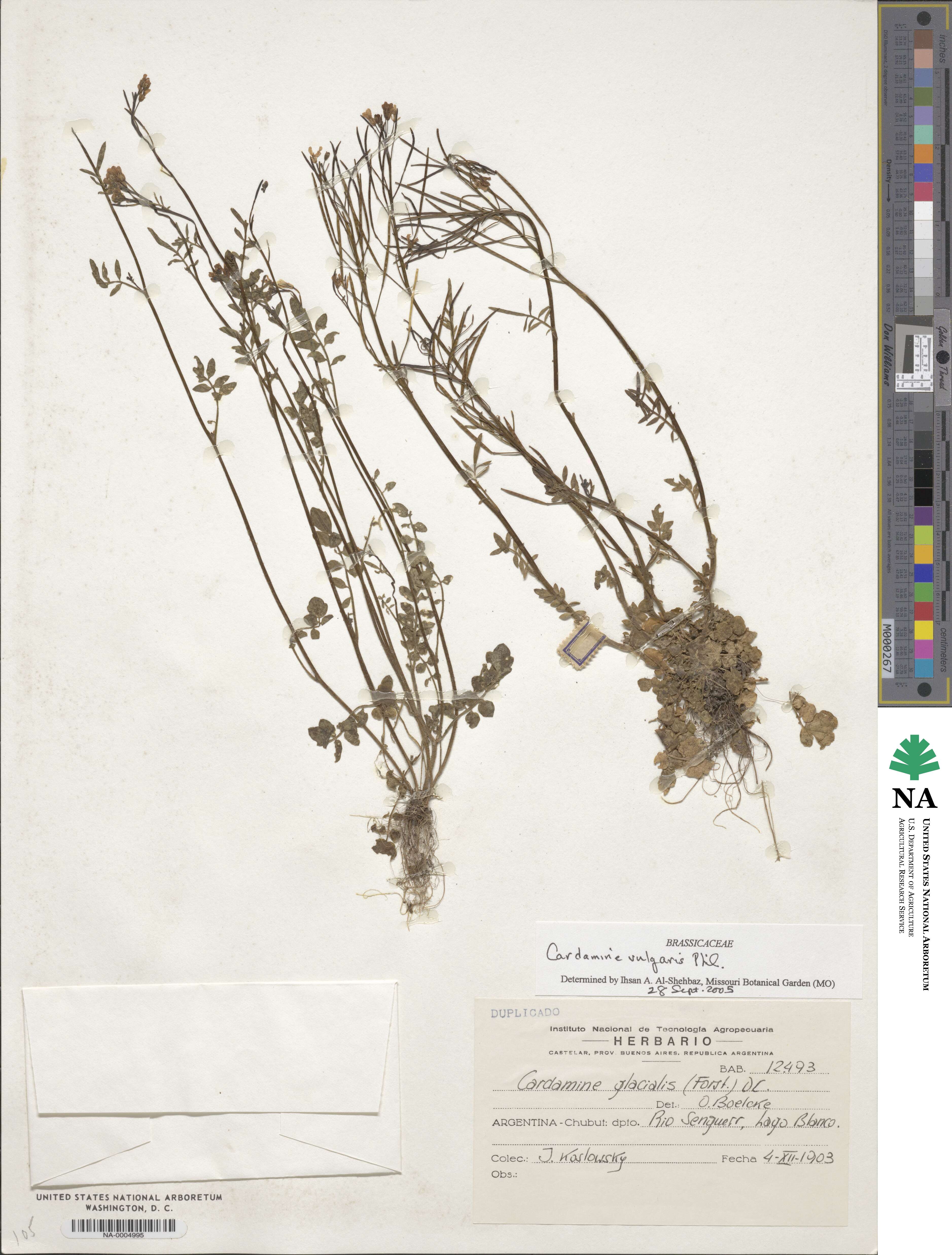 Cardamine vulgaris image
