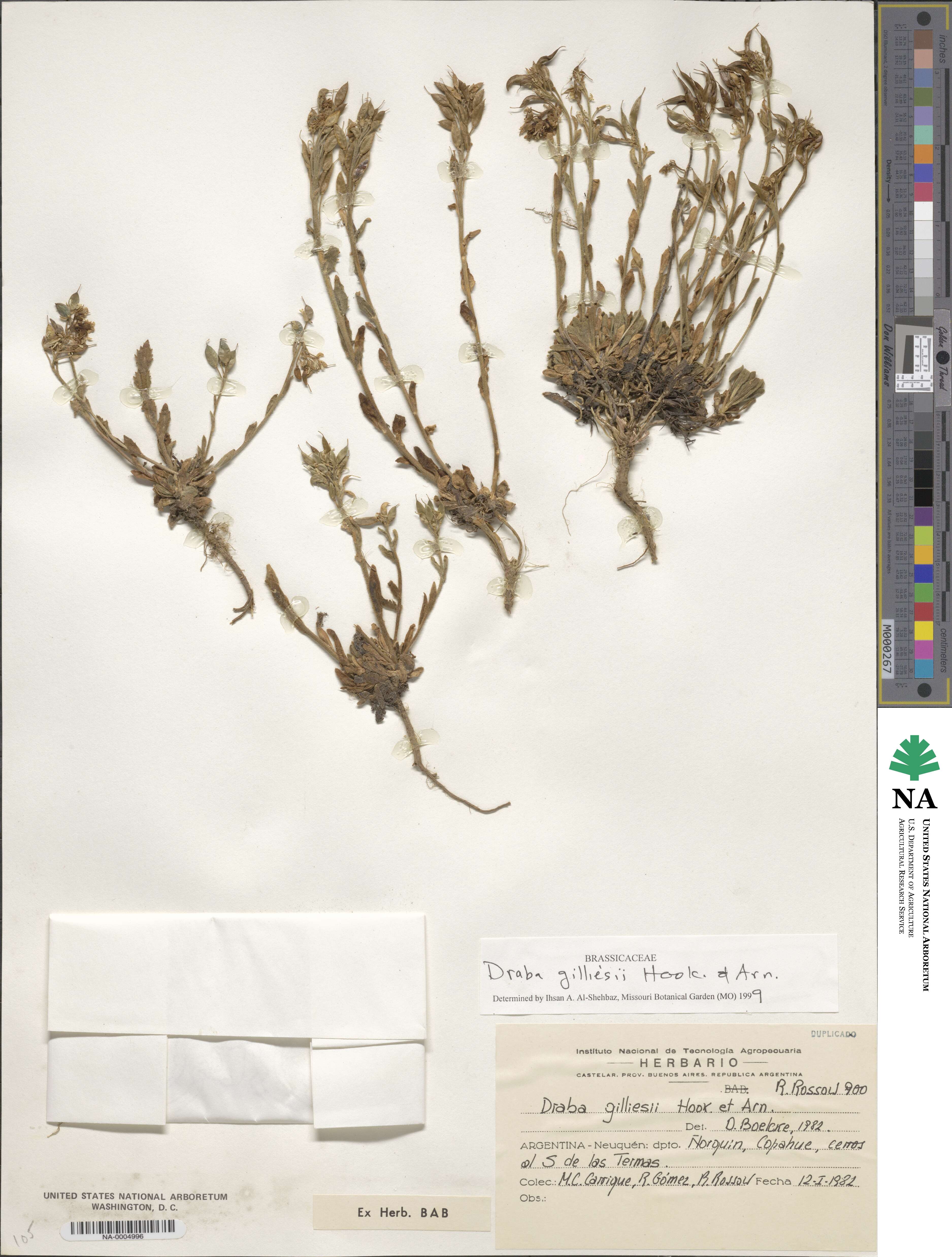 Draba gilliesii image