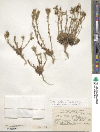 Image of Draba gilliesii