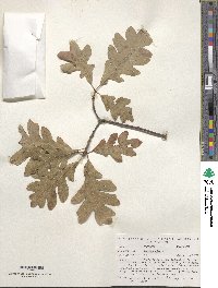 Quercus alba image