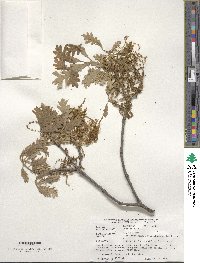 Quercus alba image