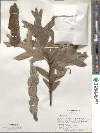 Quercus alba image