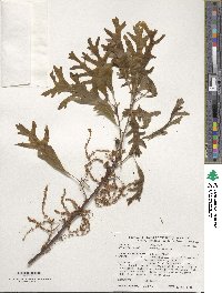 Quercus alba image