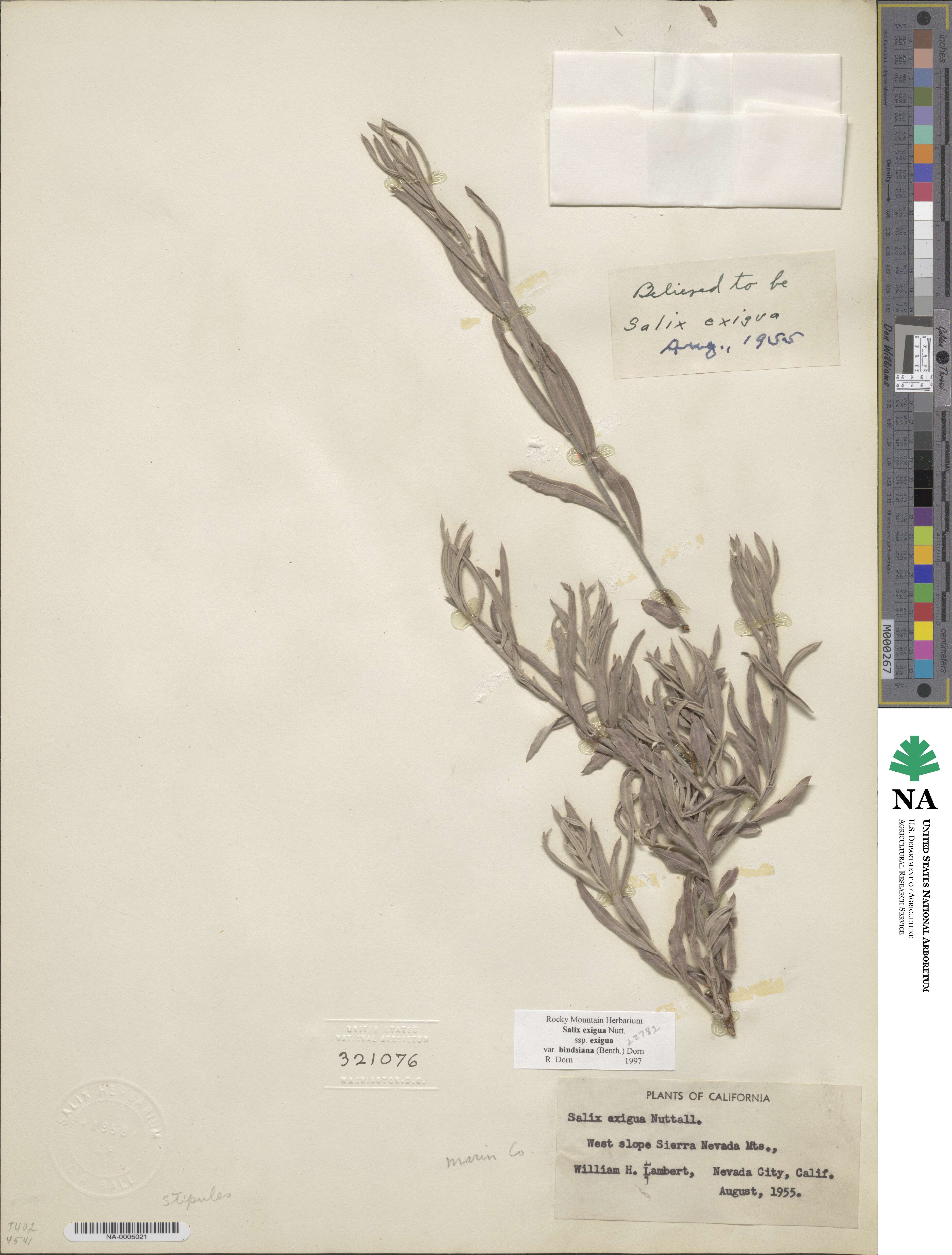 Salix exigua image