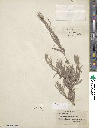 Salix exigua image