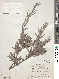 Salix exigua image